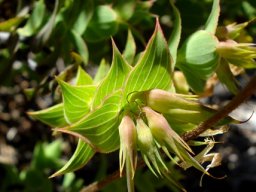 Aspalathus crenata pods